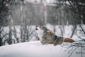 Lone Wolf Howl by Edward James Herdrich