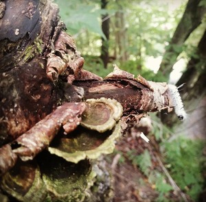 Kinzua State Park : Kane, PA by BiblioBoard